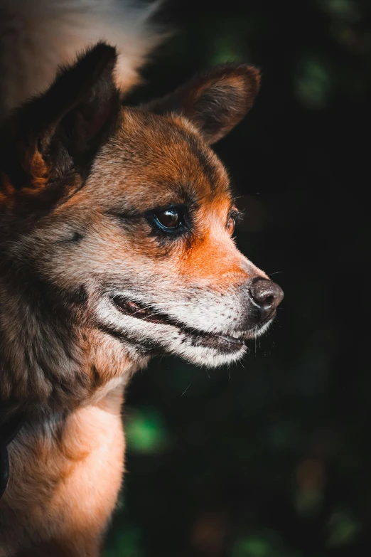 an orange and brown dog sitting in front of some trees