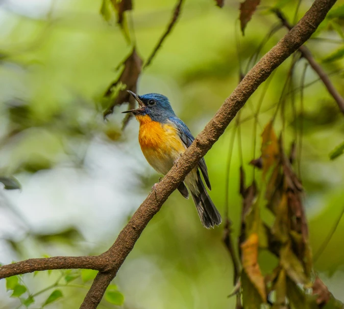 a colorful bird sitting on top of a tree nch