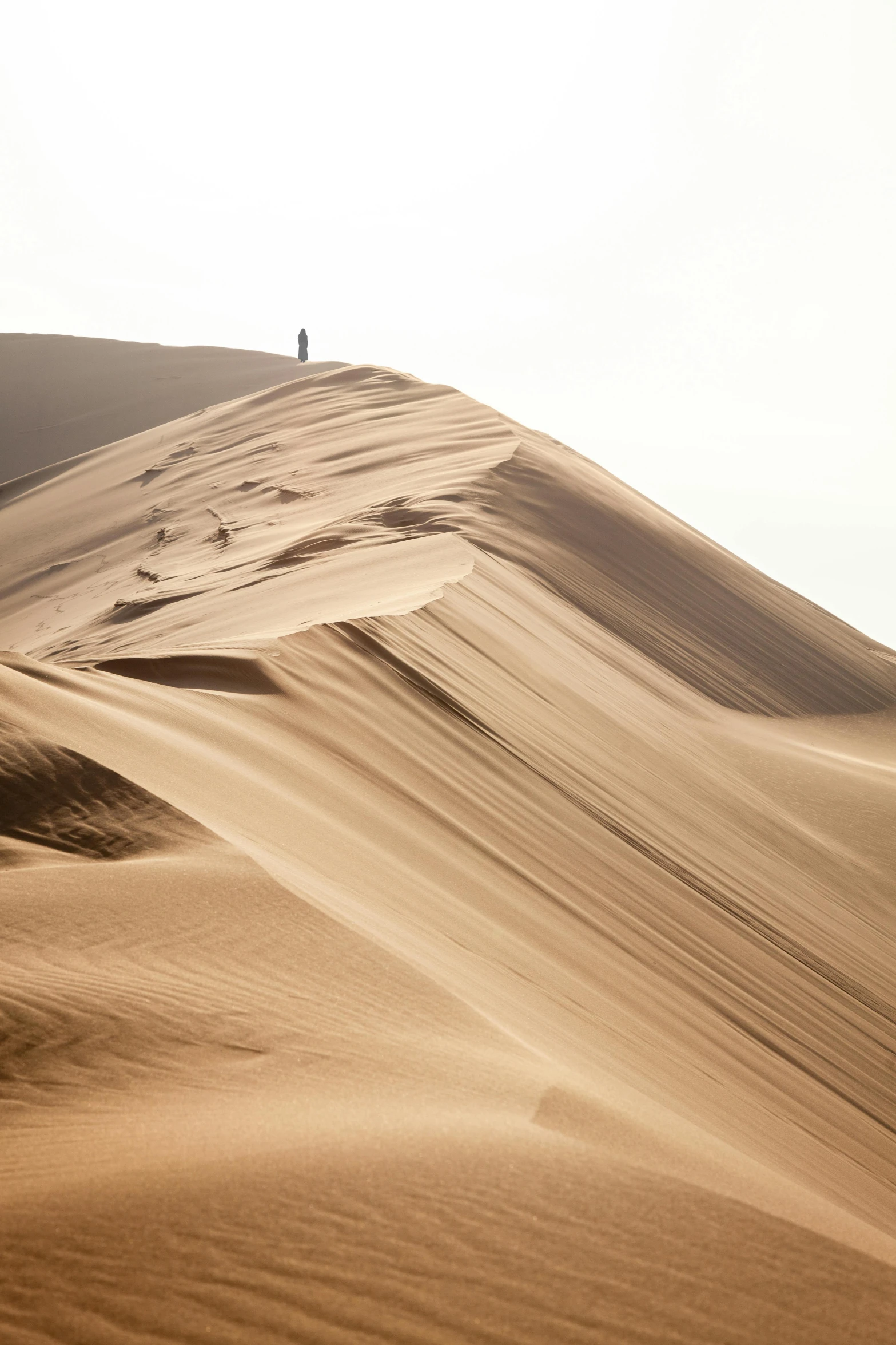 a lone tree stands high above some very large sand dunes