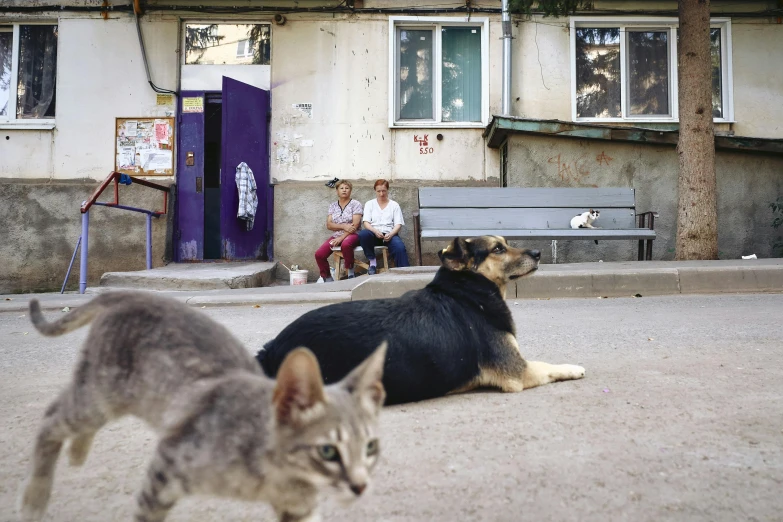 cat and dog are outside on a sunny day