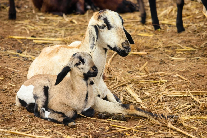 a baby goat and a sheep are sitting on straw