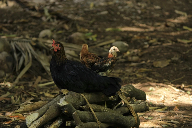 two chickens are sitting on a tree nch