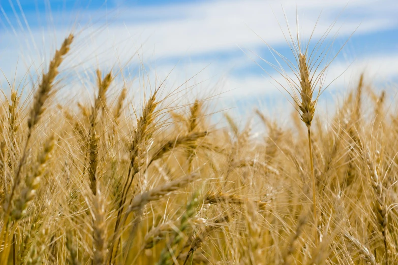 the blue sky above some large wheat stalks