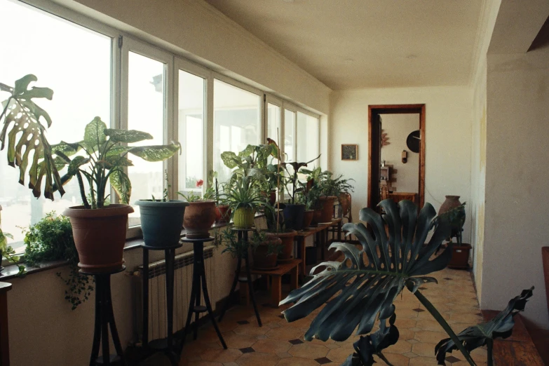 a bunch of house plants are lined up along the wall