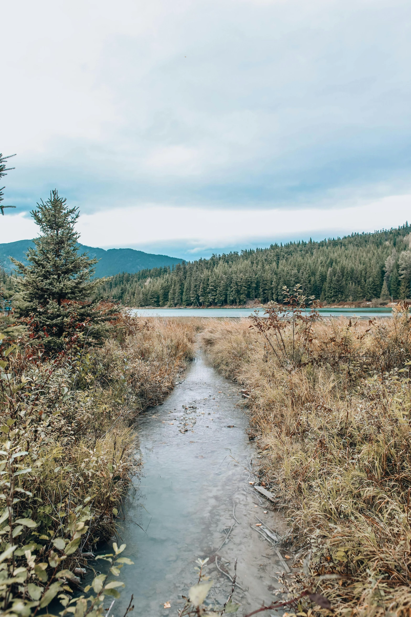 a river running through a field by some tall grass