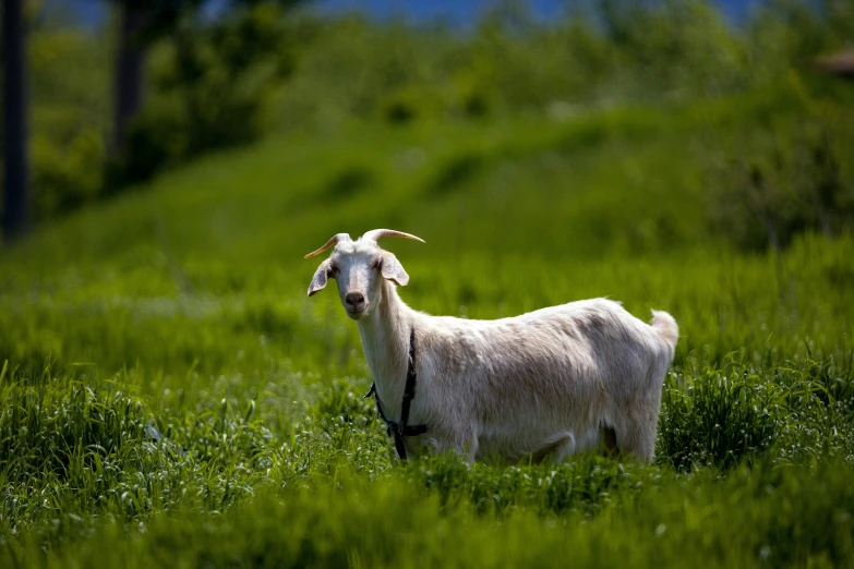 a white goat in the green field is looking up