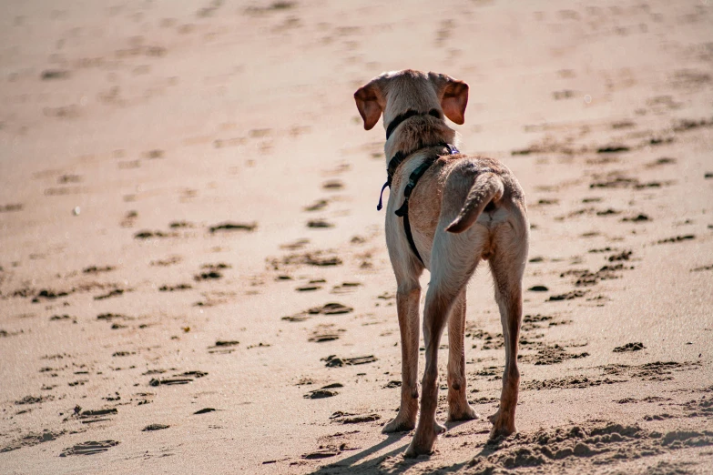 a dog stands in the sand on a beach