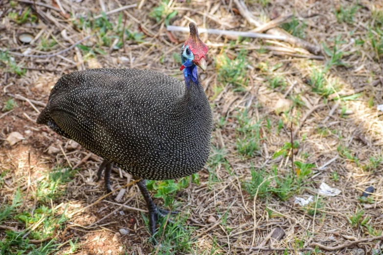 a bird with a colorful head standing on some grass