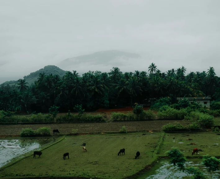 cows graze on the land in front of a mountain