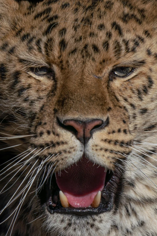 a close up of a large cat's face