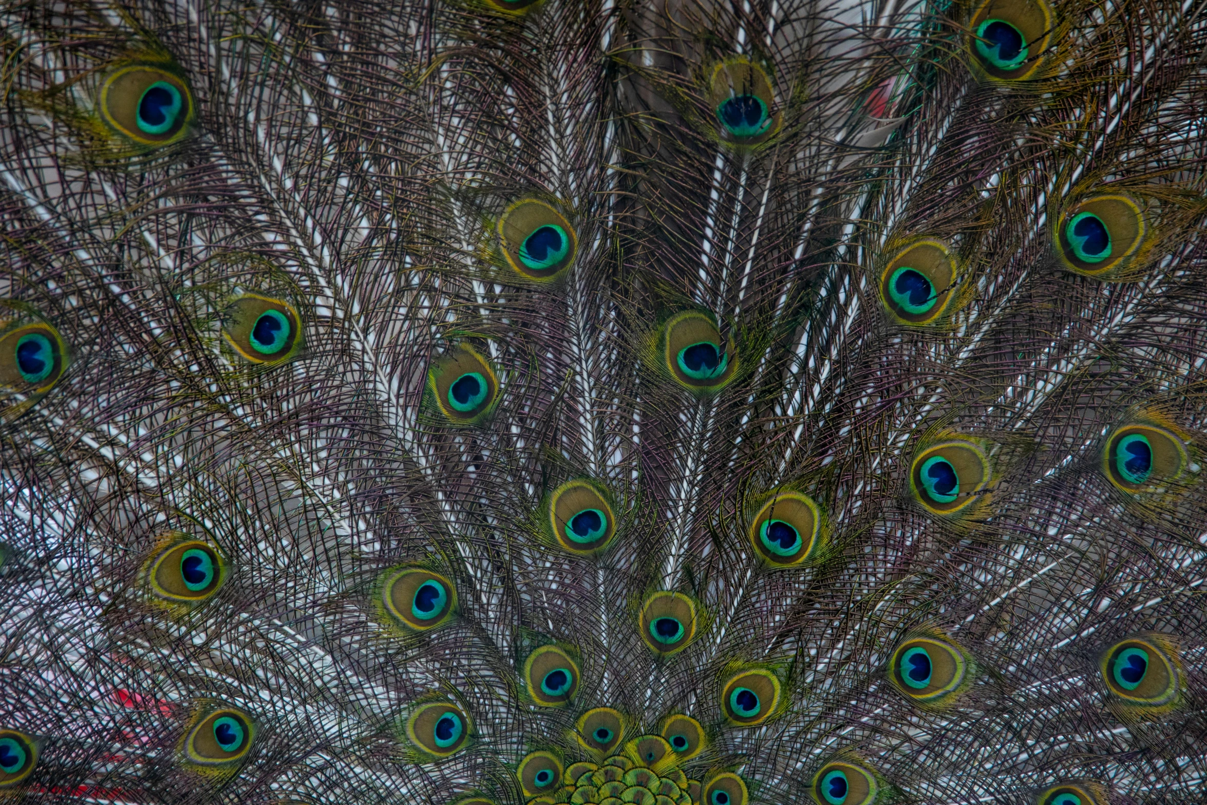 close up image of a very colorful peacock feather