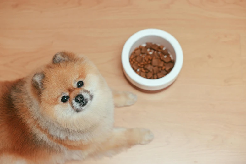 a brown dog is next to a white bowl and food