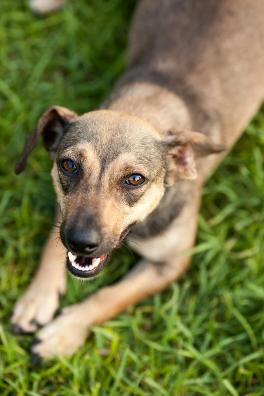 a cute dog looks up while standing on some grass