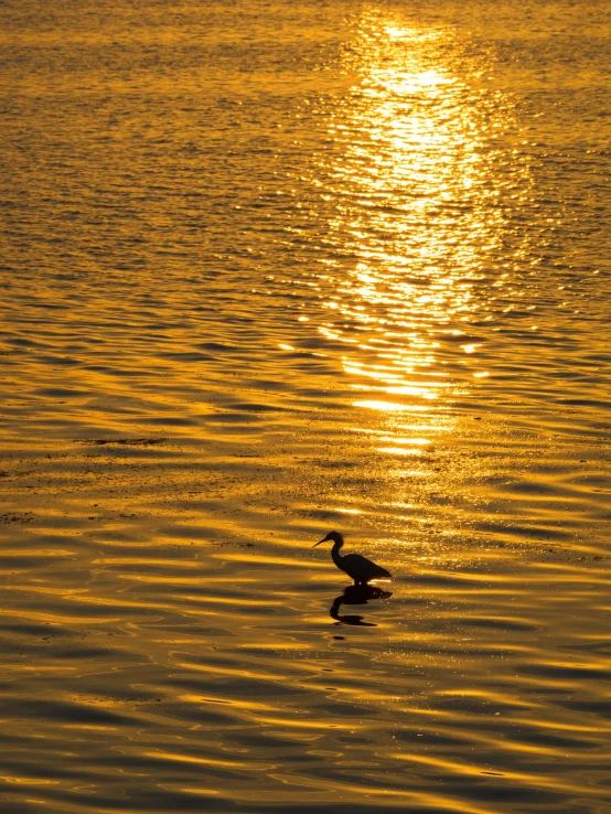 a bird is standing in the water near the sun