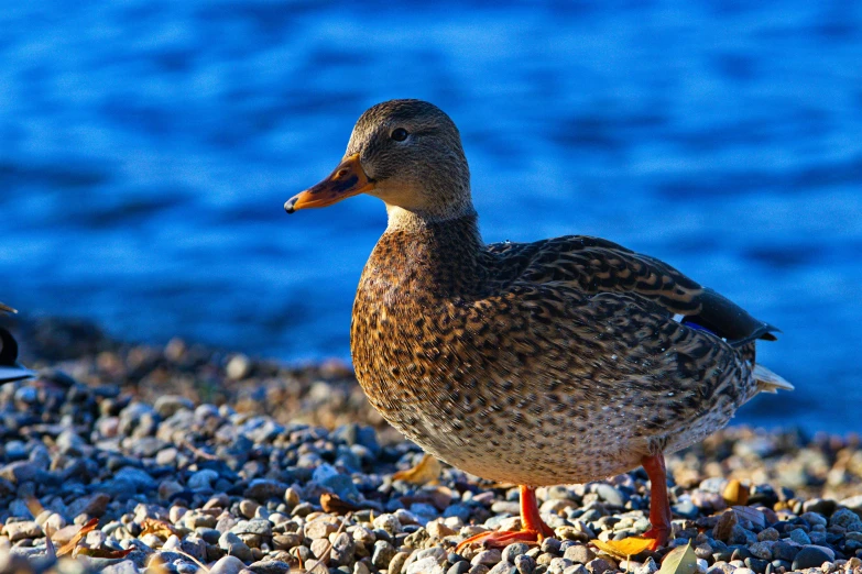 two ducks stand near the ocean as they look at each other