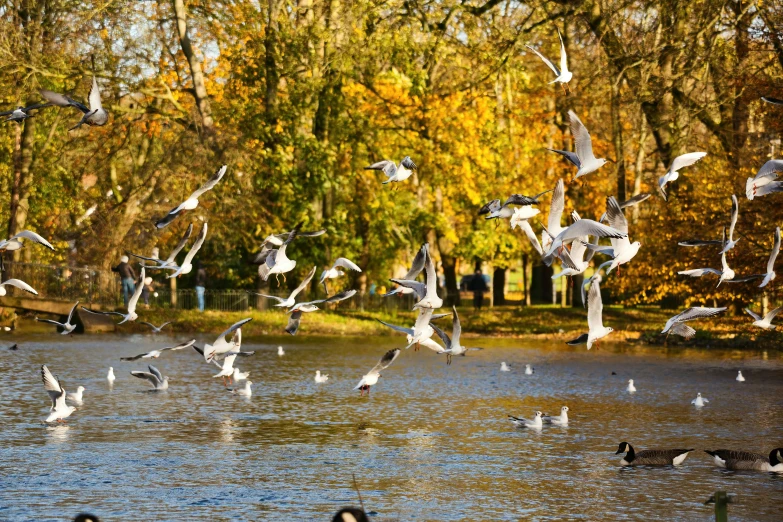 a flock of birds flying above a body of water