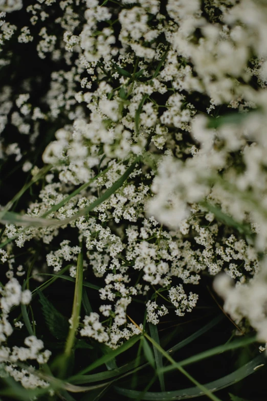 a large cluster of white flowers