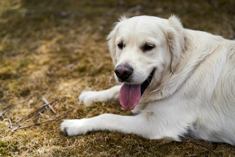 a dog is lying down in the grass