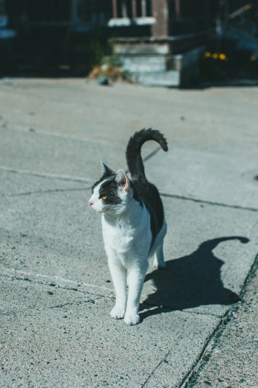 black and white cat walking on the ground