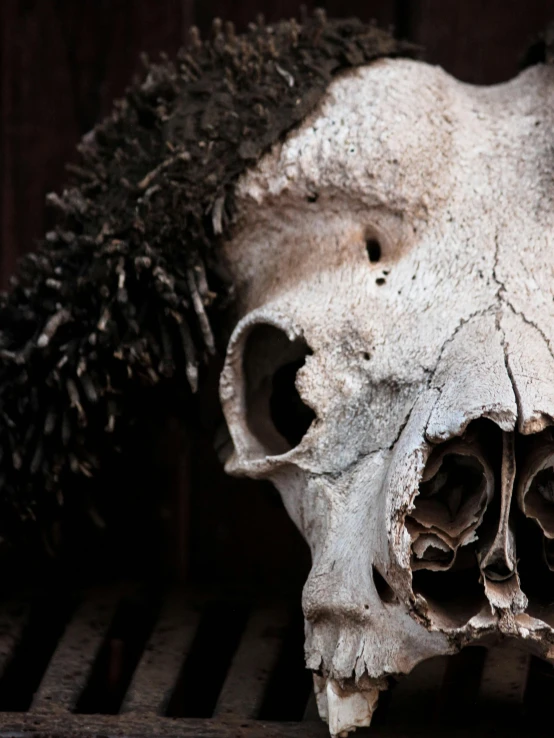 a human skull with a bunch of hair on its head