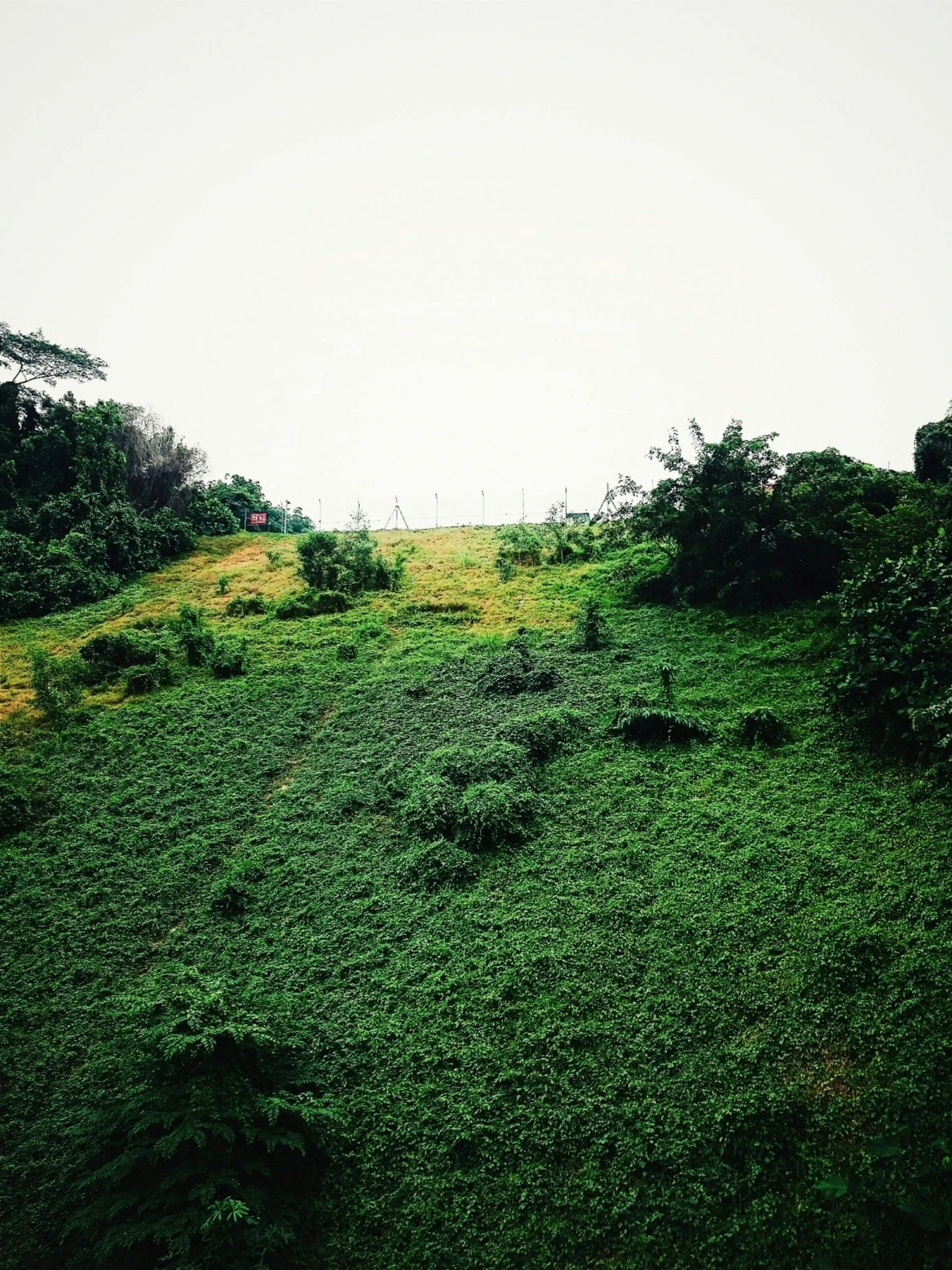 a very lush green field with trees on top