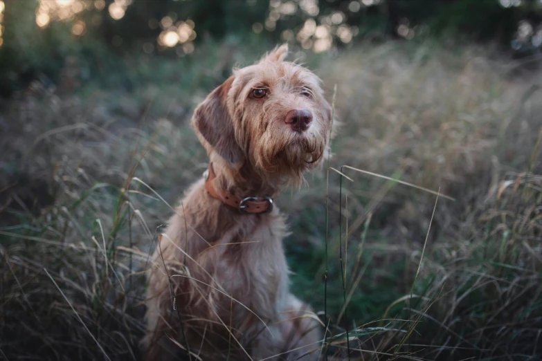 a dog is sitting in the tall grass