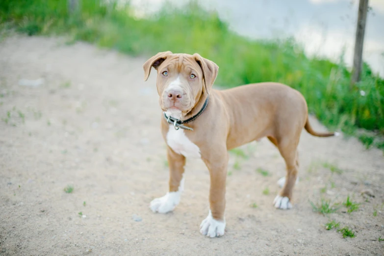 a brown and white dog is standing on a trail