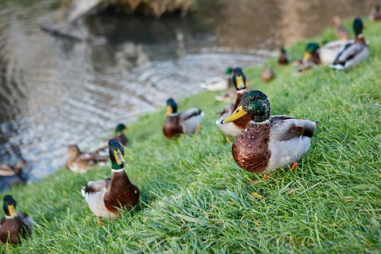 ducks on the edge of a waterway with a row of ducks in the background