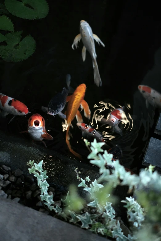 a black and white po with many different colored koi in it