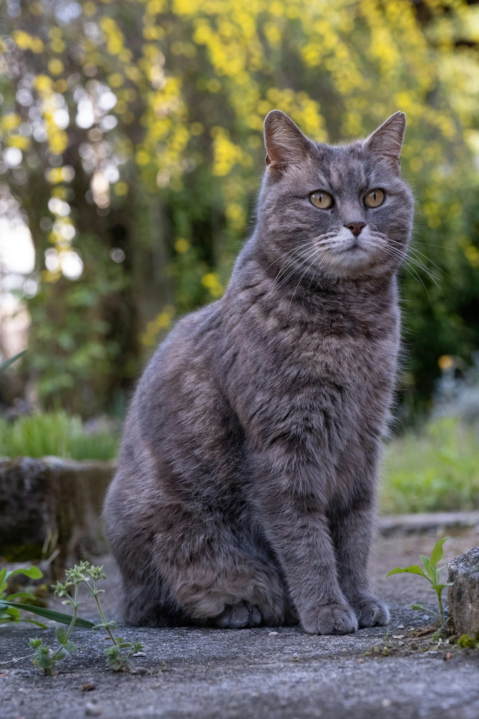 a grey cat sitting in the middle of a forest