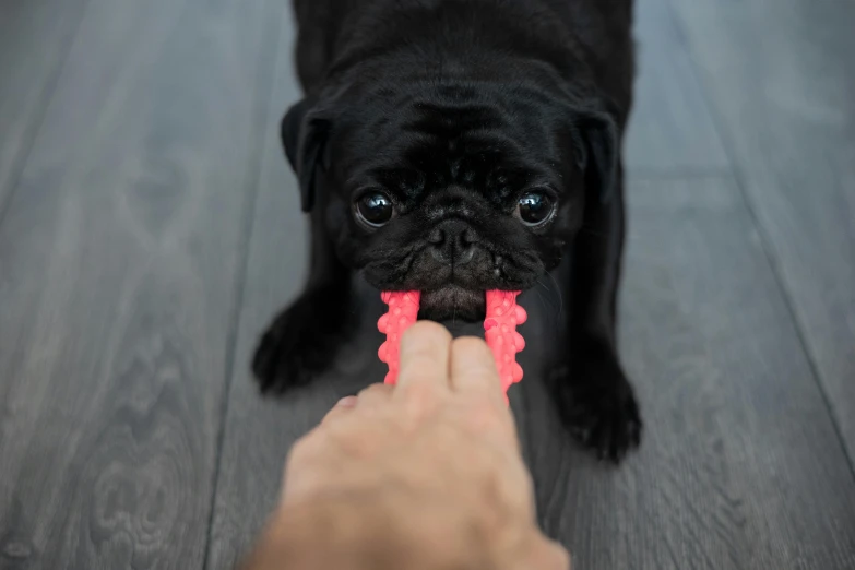 a black pug sitting on top of a wooden floor