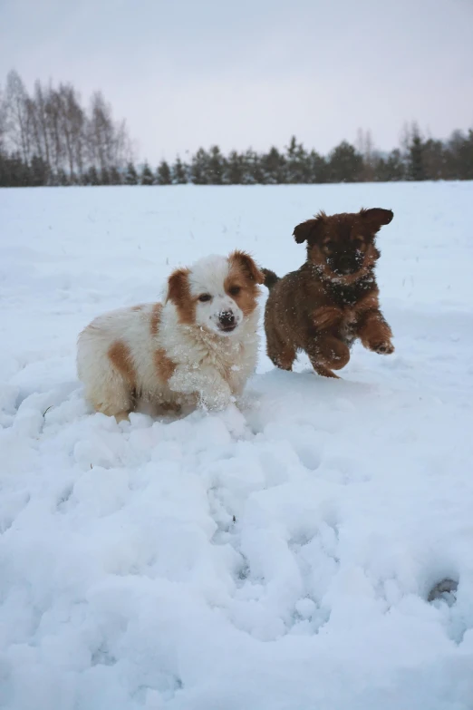 two dogs are playing with each other on the snow covered field