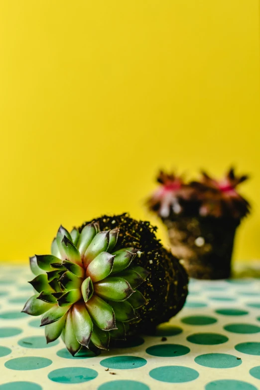 two plants with white and green flowers on a table