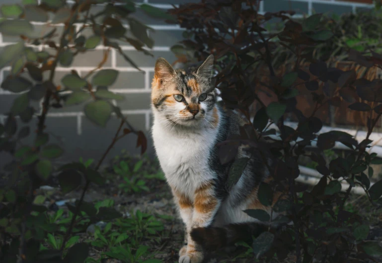 a cat sitting in a planter looking off into the distance