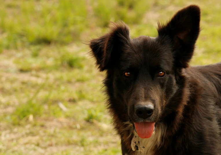 a dog has its tongue hanging out