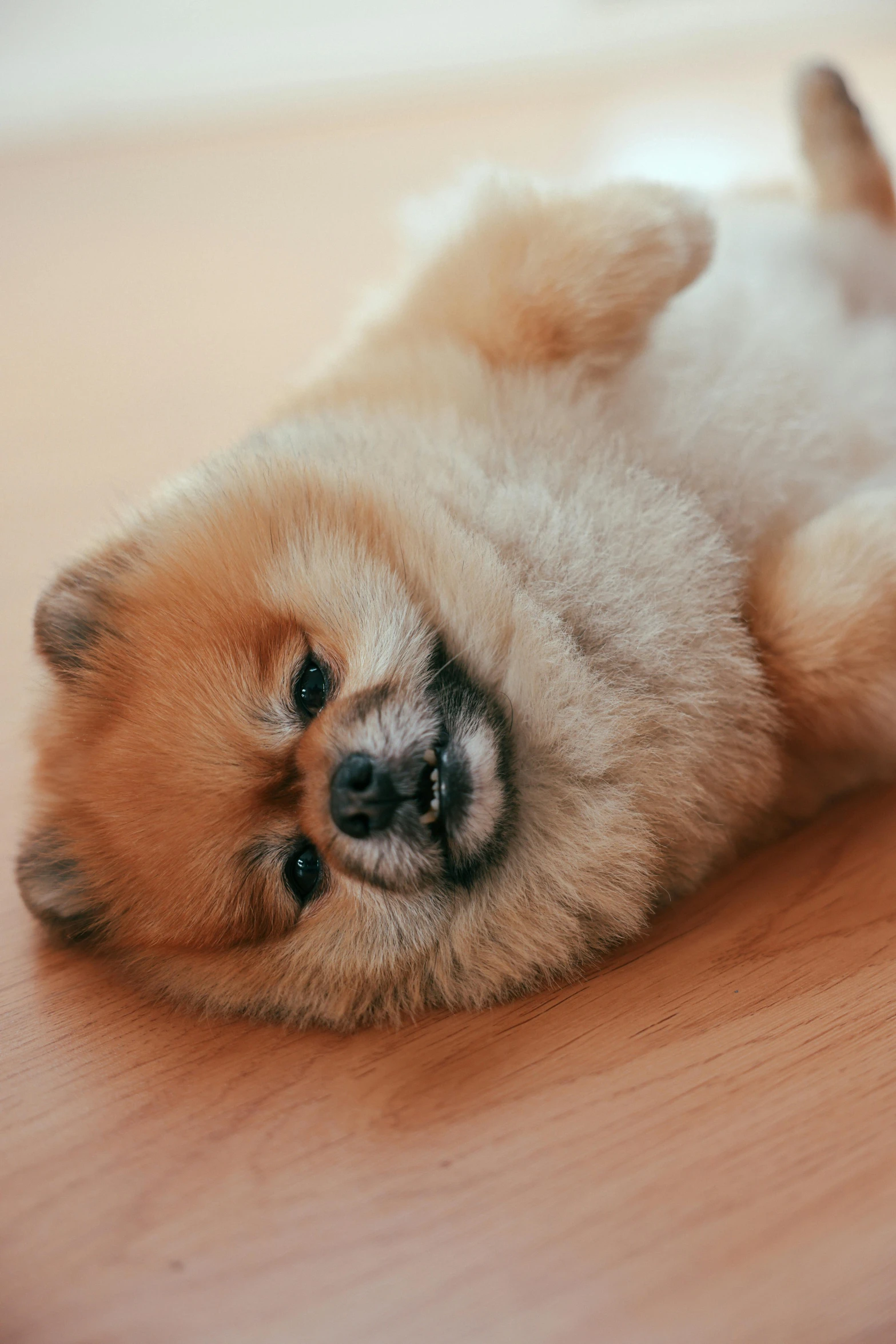 a close up of a small dog lying on the floor