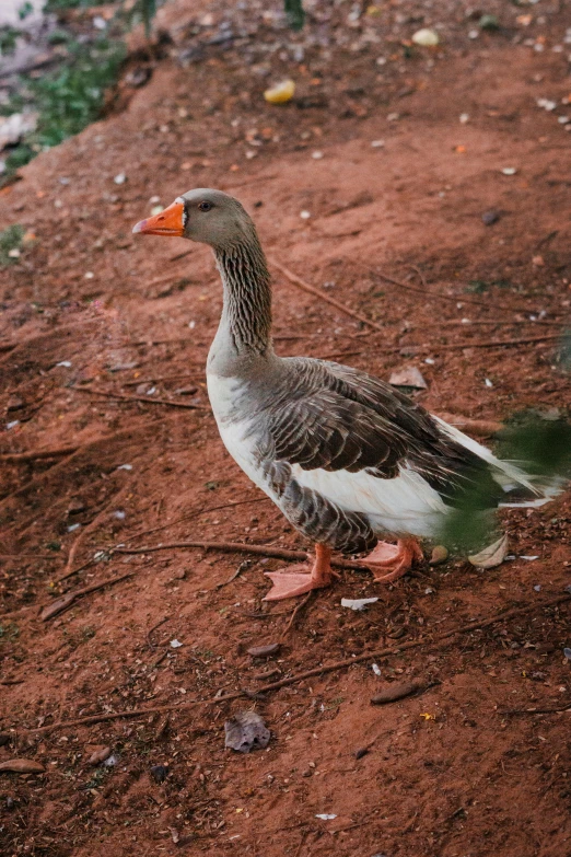 a duck walks in the middle of a field