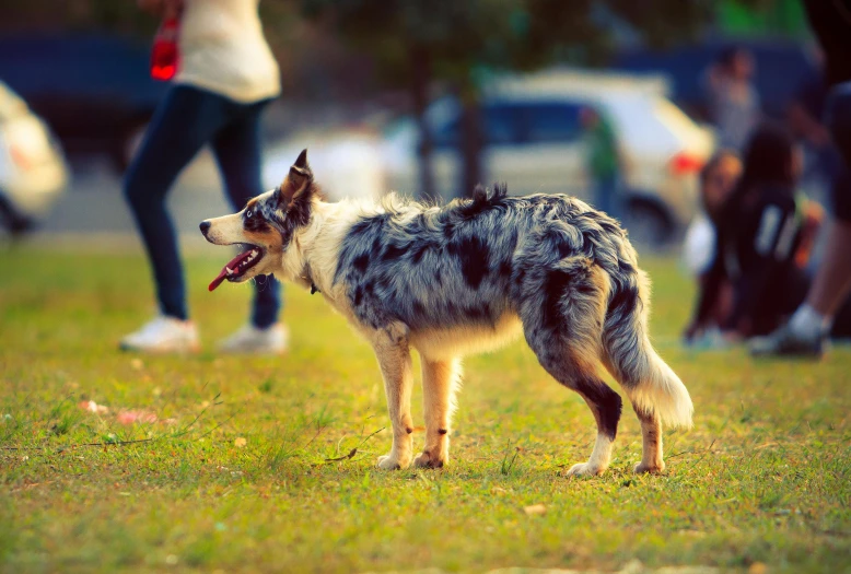 a dog with his mouth open in a field of grass