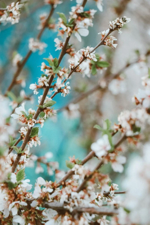 closeup of white flowers on the nches