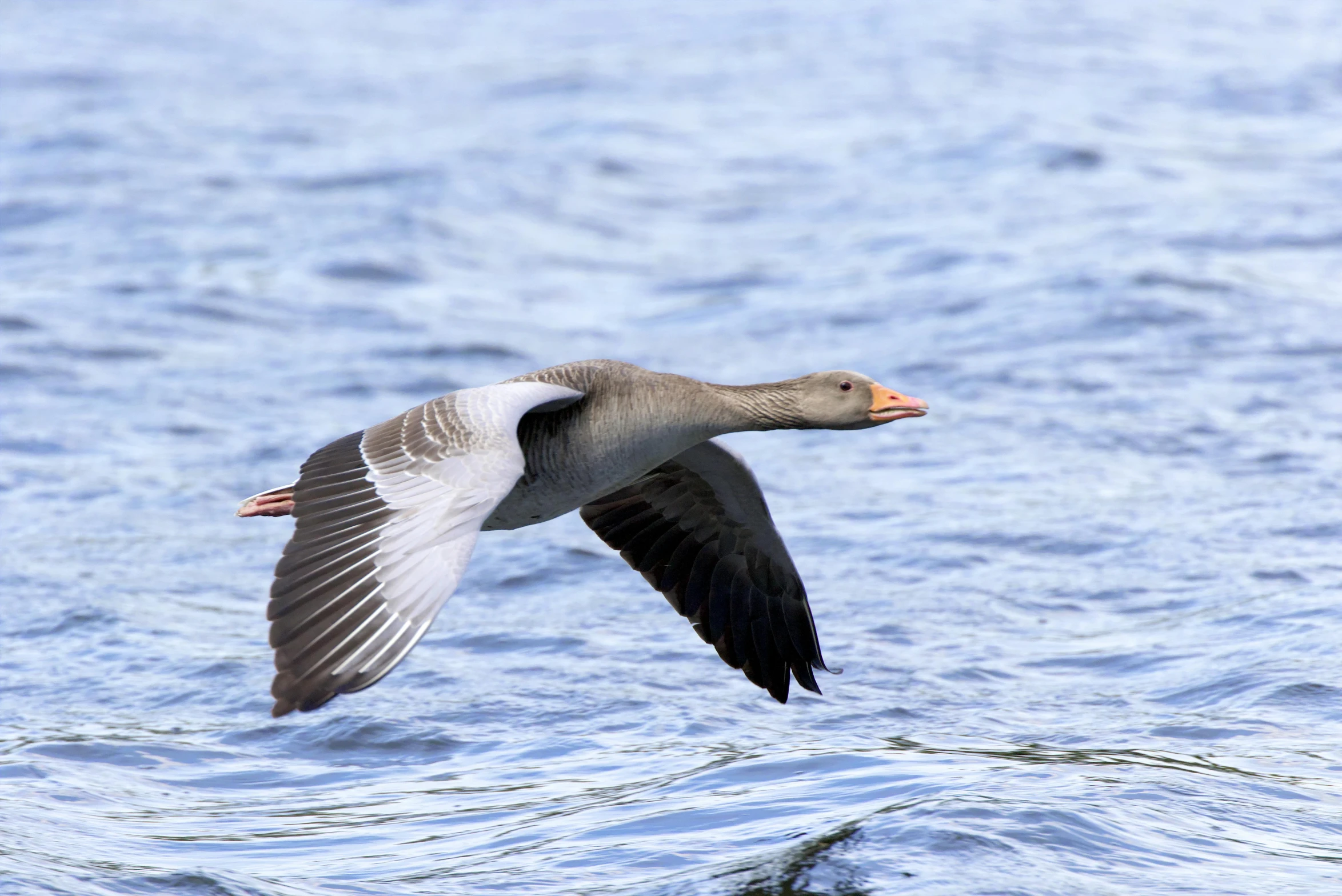 a bird with wings spread is flying over the water