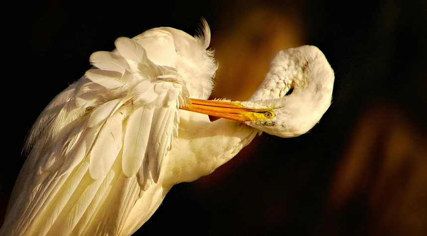 a large white bird with an orange beak on the wings