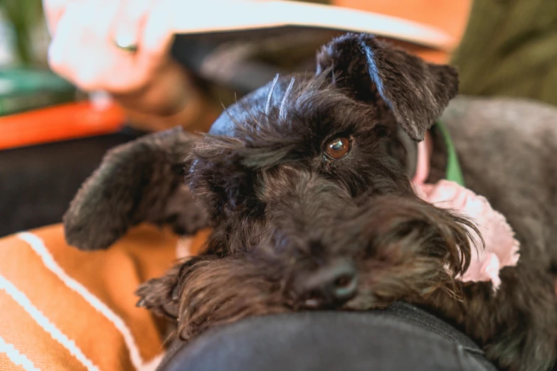 a dog that is laying down on someone's lap