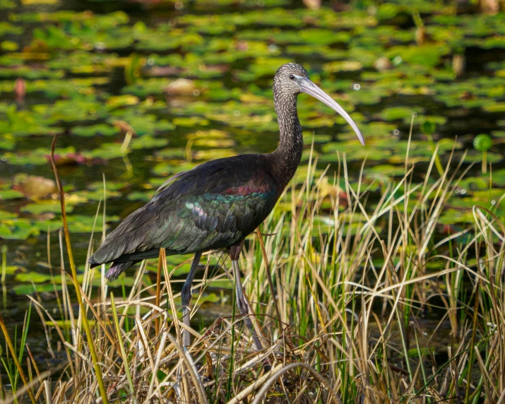 a bird standing on top of grass near water