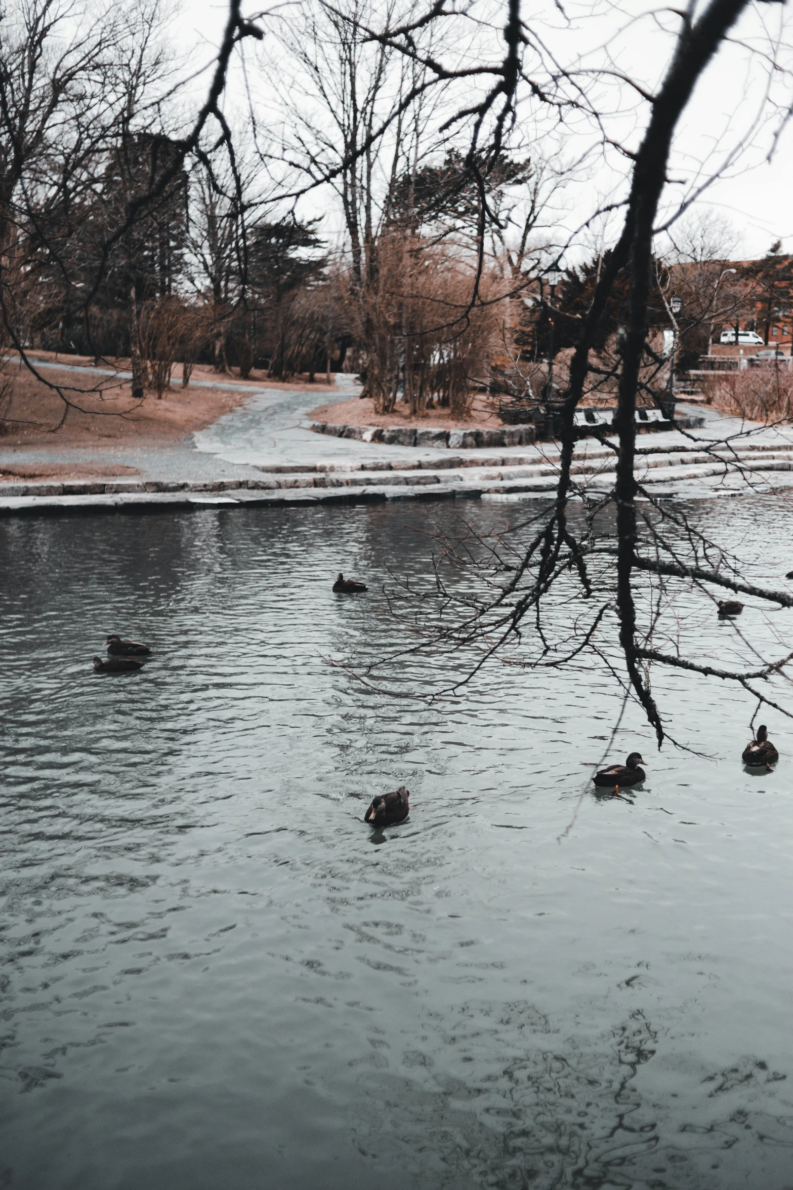 a group of ducks swimming through a small pond