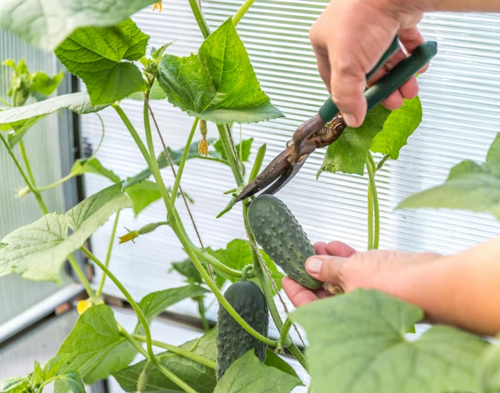 a person using a garden tool to pick up plants