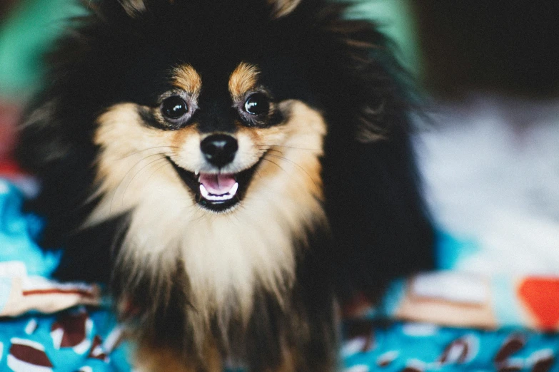 the dog is smiling for the camera in the room