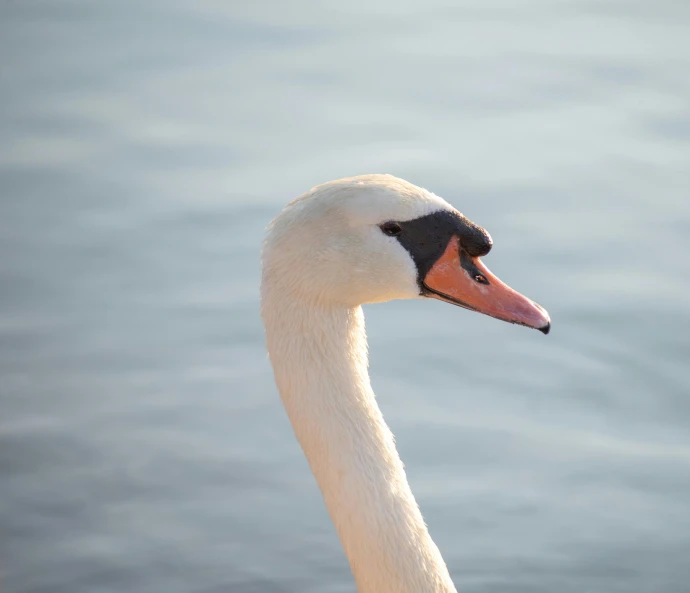 a close up of a white swan by the water