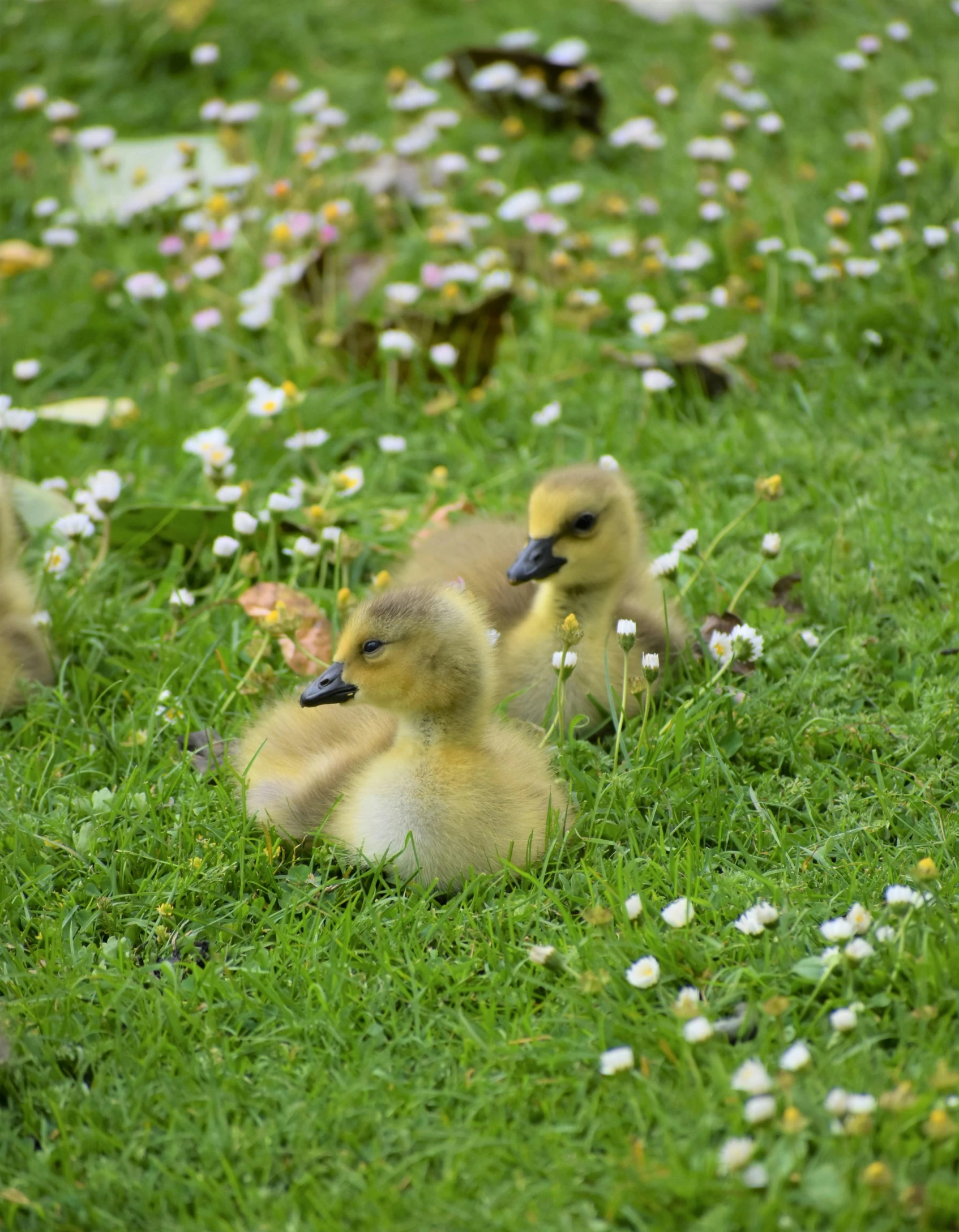 two ducklings are walking near each other in the grass