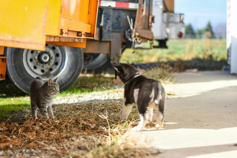 the two cats are outside by the big dump truck