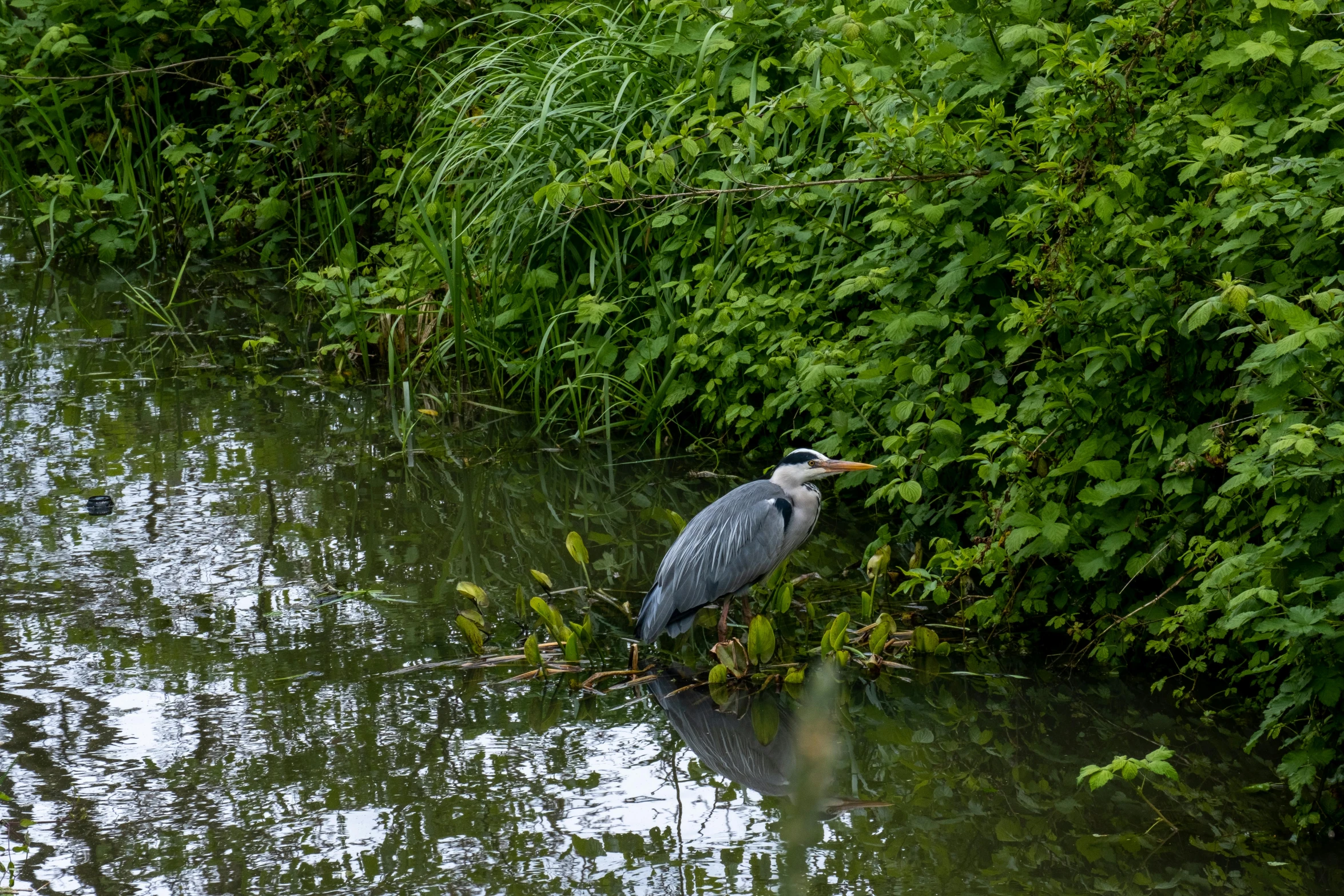 an image of a bird on water in the woods